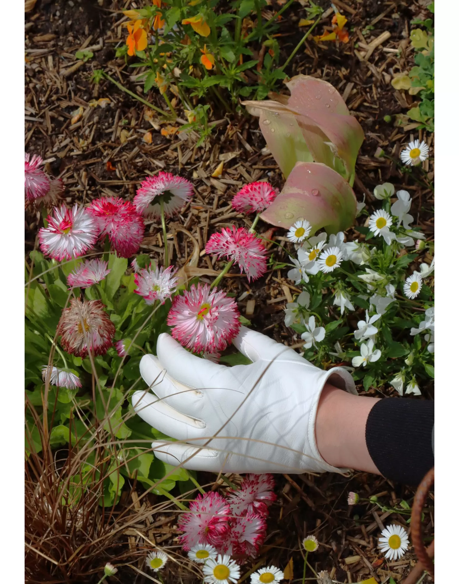 Agnelle Leather Gloves | Sophia Alpaca Lining Lumi Re